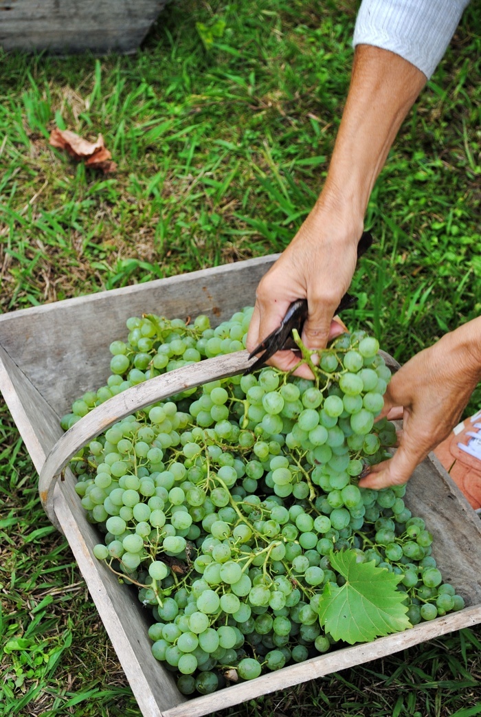 Vendanges au musée ! Musée du Paysan Gascon Toujouse