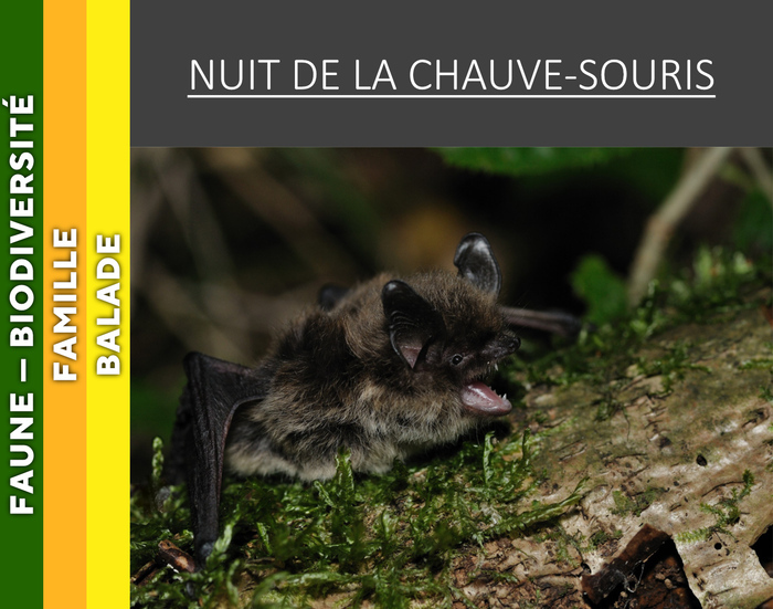 VERCORS – Nuit de la chauve-souris, ENS de la colline de Comboire-Déchetterie de Seyssins (arrêt de bus Henri Rey) 38180 Seyssins, Seyssins