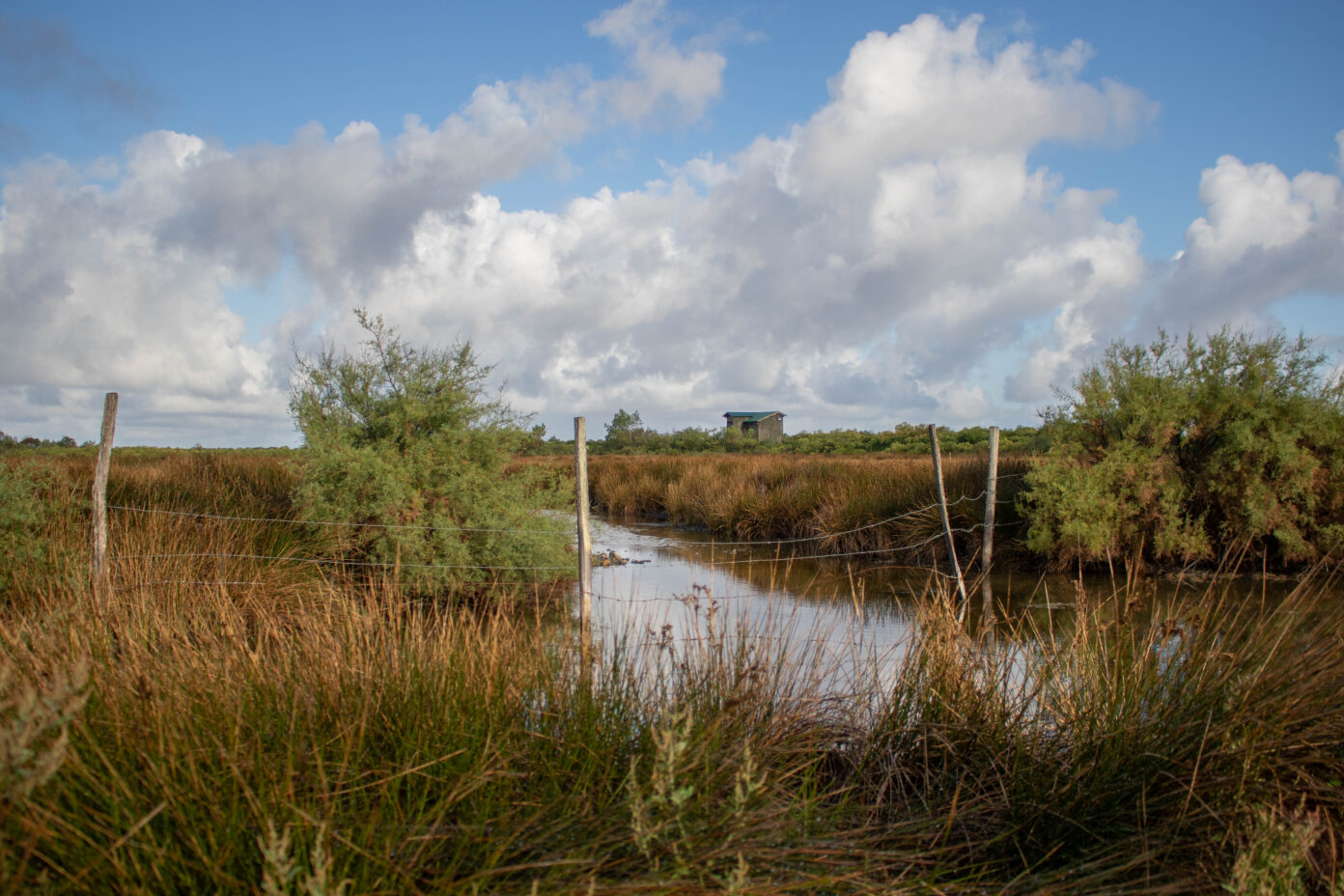 Vis ma vie de gestionnaire de la Réserve ornithologique du Teich Le Teich