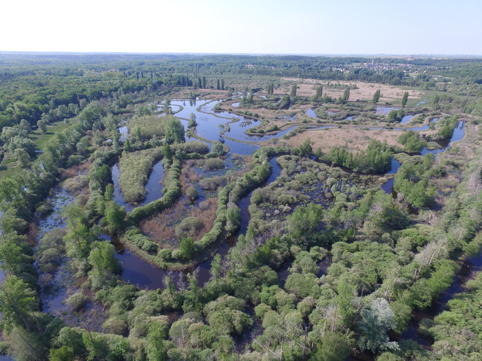 Visite au Marais, Marais de Larchant, Larchant