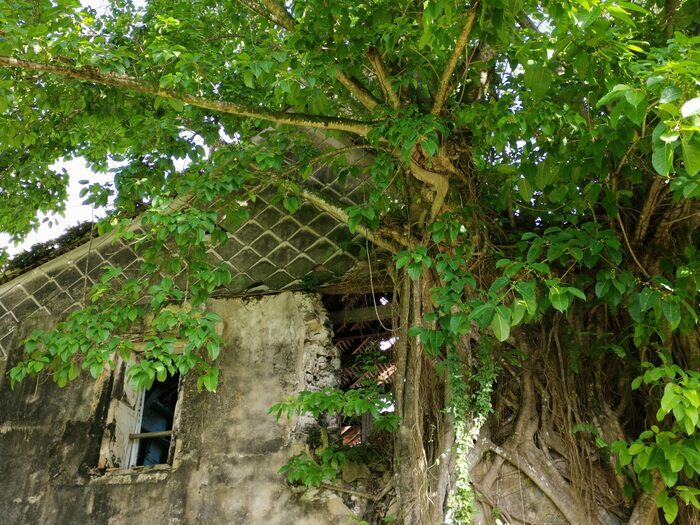 VISITE COMMENTÉE DE L&rsquo;HABITATION DUFFERET, La Trinité, La Trinité