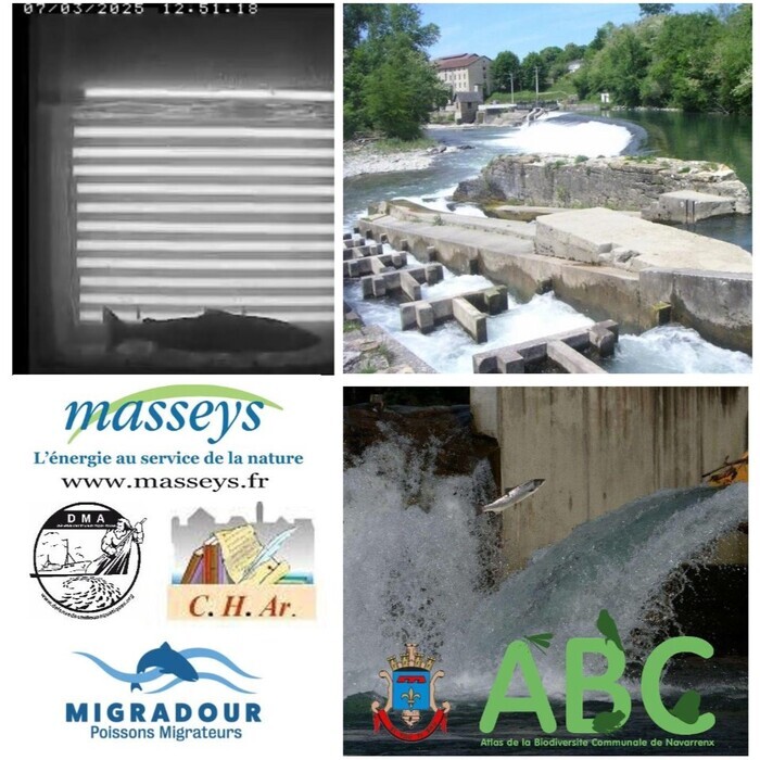 [Visite commentée] Le gave d'Oloron : production hydroélectrique et poissons migrateurs Pool masseys Susmiou