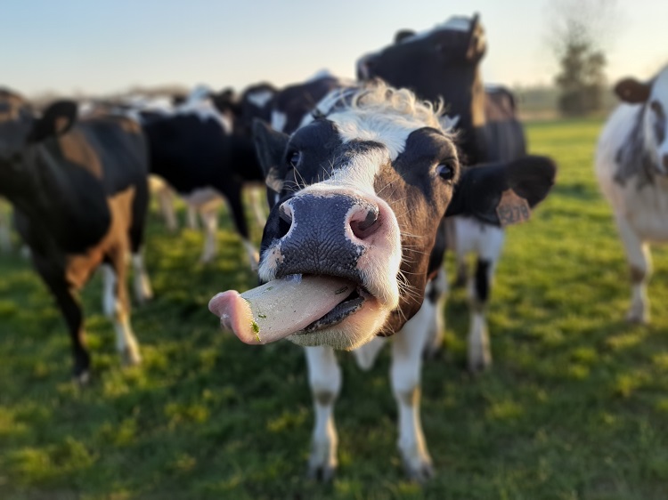 Visite de la ferme de Blas&rsquo;lait  Saint-Martin-la-Pallu