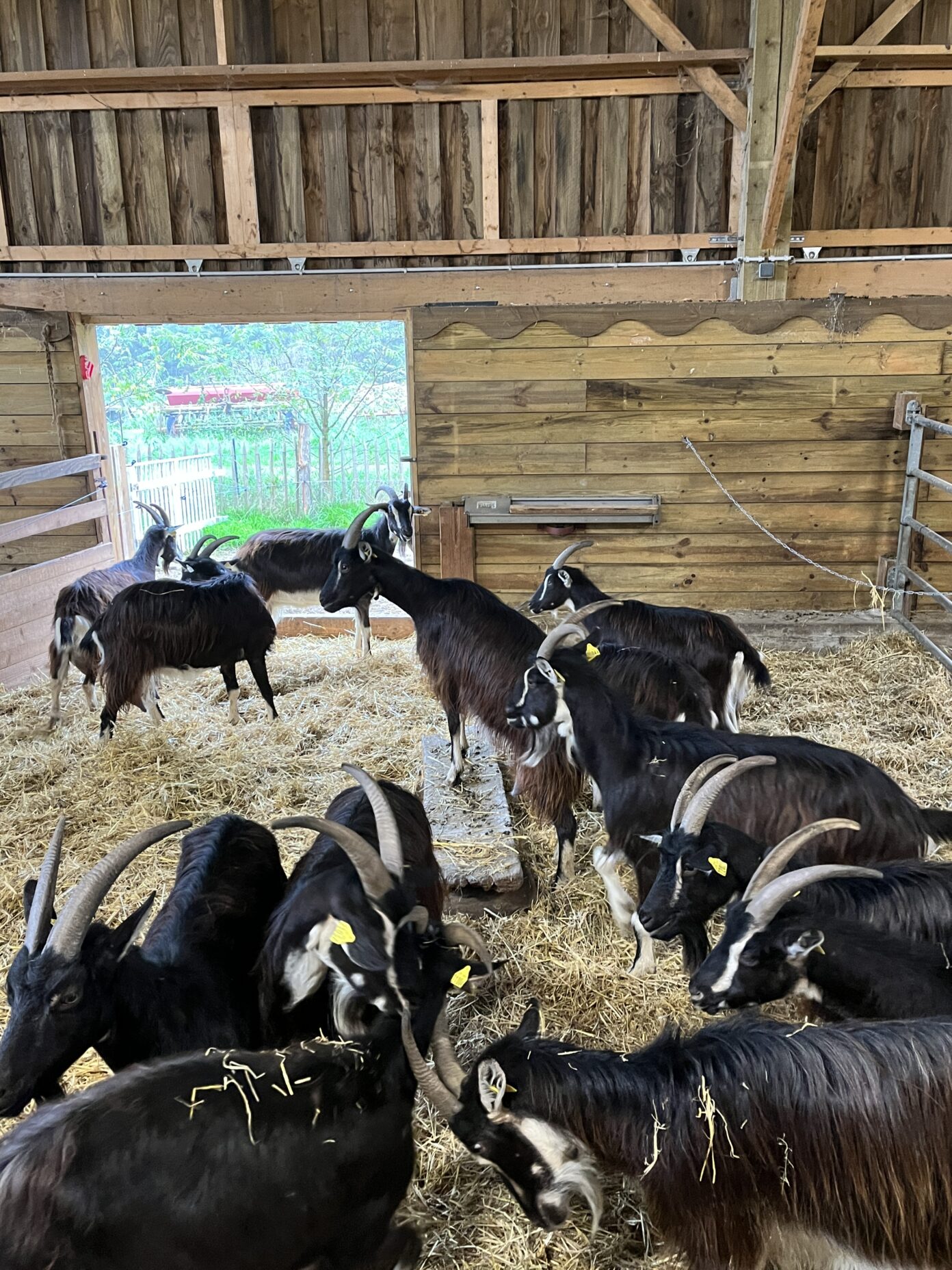 Visite de la ferme de la Bonnellerie  Chalandray