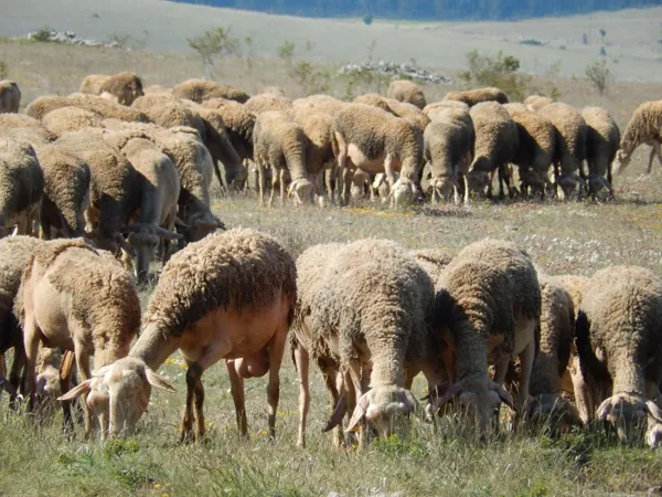 Visite de la ferme des Grailhes  Aguessac
