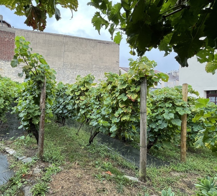 Visite de la Vigne et de la Grange de Clamart, La grange-musée Franquet, vigne municipale et cave, Clamart