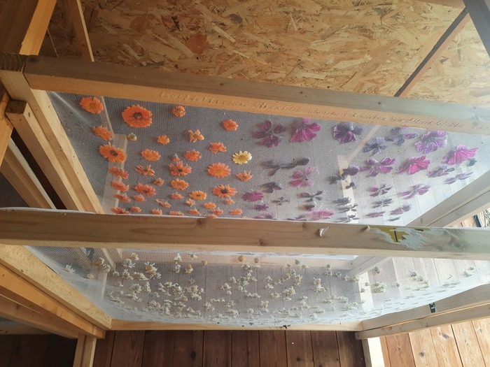 Visite de l’exploitation Herbajo (plantes aromatiques, médicinales et fleurs), Eysines – lieu communiqué à l’inscription, Eysines