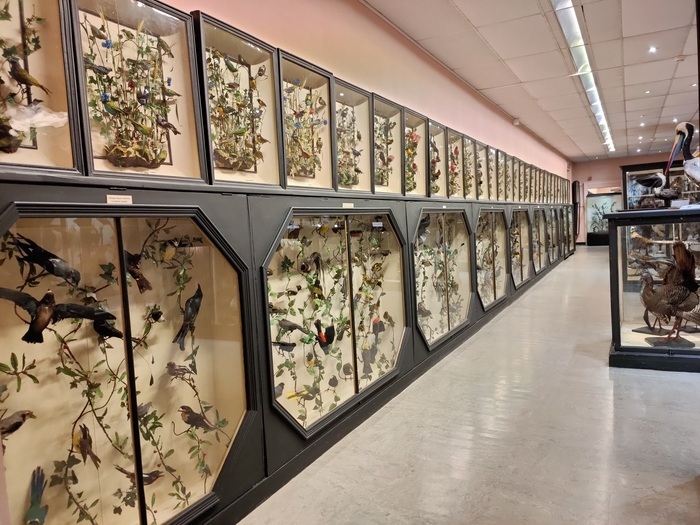 Visite des collections permanentes, Musée des beaux-arts et d&rsquo;histoire naturelle, Châteaudun