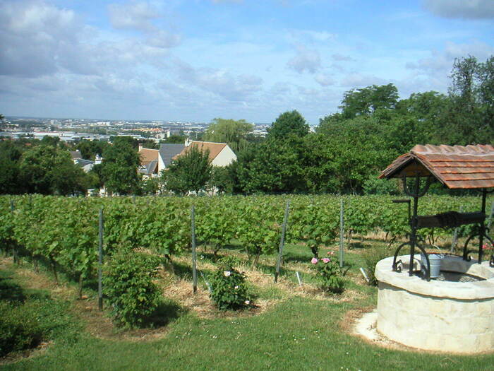 Visite des vignes, Vignes de Sucy-en-Brie, Sucy-en-Brie