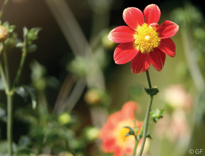 Visite du jardin des dahlias, Jardin des plantes, Lille