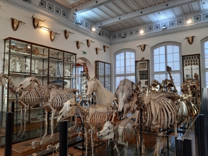 Visite du musée Fragonard, École nationale vétérinaire d’Alfort, Maisons-Alfort
