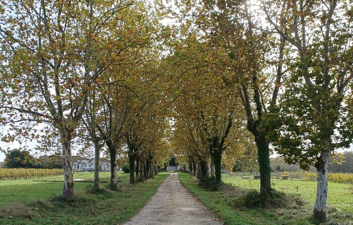 Visite et dégustation : ouverture exceptionnelle du domaine de Sentout Domaine de Sentout Lignan-de-Bordeaux