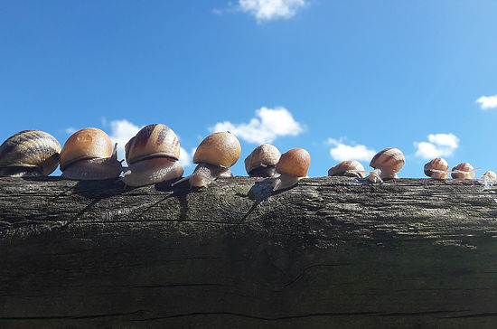 Visite gourmande des Escargots de Trémontagne Prénovel de Bise Nanchez