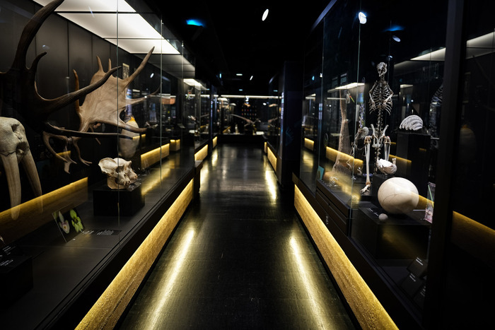 Visite gratuite du parcours, MOBE – Muséum d’Orléans pour la Biodiversité et l’Environnement, Orléans