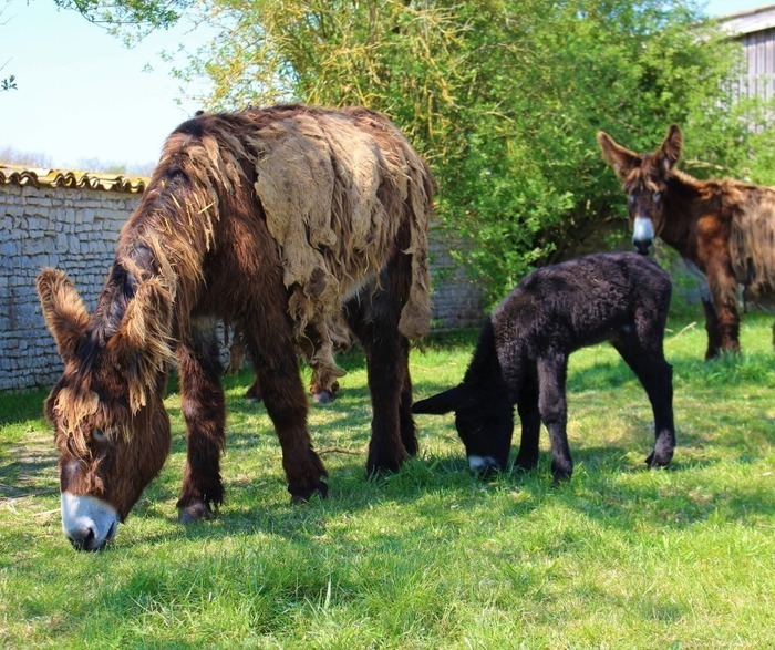 Visite guidée de l&rsquo;Asinerie du Baudet du Poitou, Asinerie du Baudet du Poitou, Dampierre-sur-Boutonne