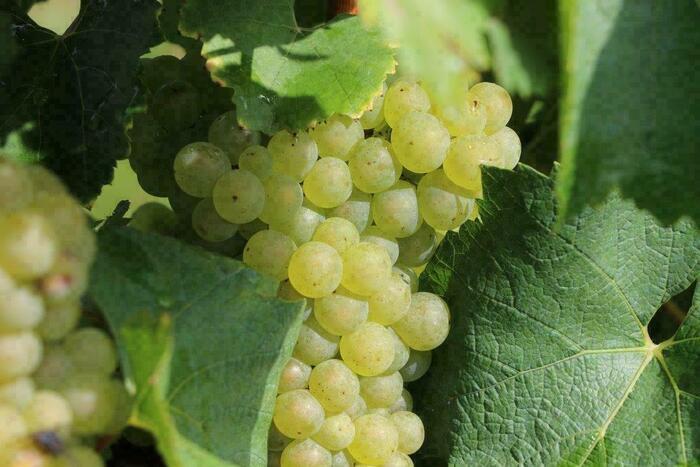 Visite guidée des vignes et du chai des vins des coteaux de l&rsquo;Escaut, chai du vignoble des coteuax de l&rsquo;Escaut, Valenciennes