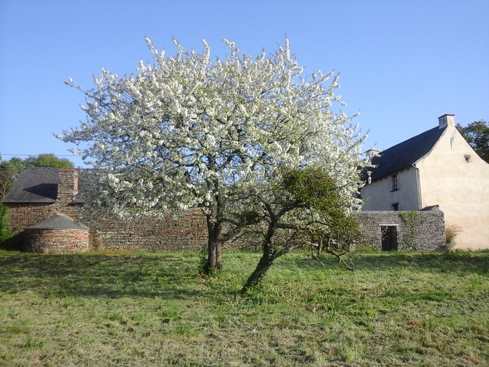 Visite guidée d’un manoir du XVe siècle Manoir de La Touche Pléchâtel