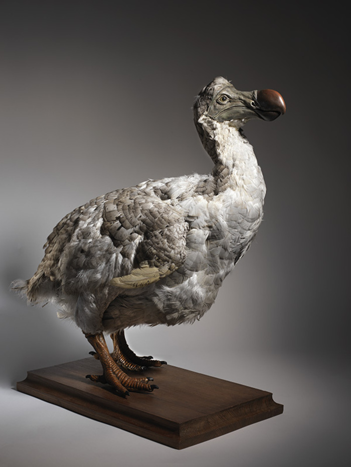 Visite guidée : oiseaux en danger !, Fabrique des Savoirs, Elbeuf