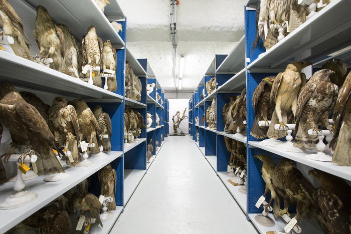 Visite guidée : rencontre avec une restauratrice de taxidermies Fabrique des Savoirs Elbeuf