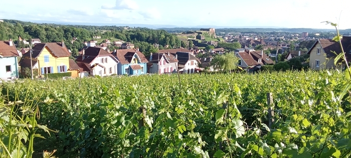 Visite guidées des vignes de la Miotte Vigne de la miotte Belfort