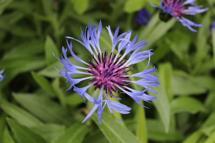 Visite libre des jardins de Coursiana, Les jardins de Coursiana, La Romieu