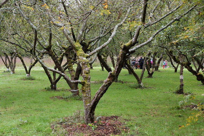 Visite libre du Verger René Nozeran, Verger René Nozeran, Bures-sur-Yvette