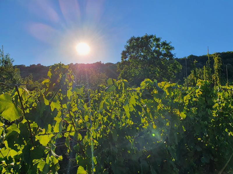 Visite nature La Vigne au fil des saisons Auberge du Pressoir Lucey