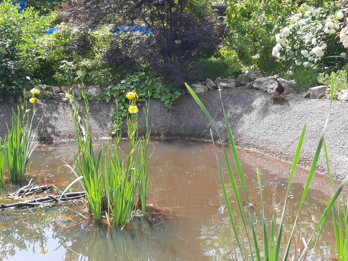 Visite thématique de la biodiversité du cimetière des Gonards, Cimetière des Gonards, Versailles