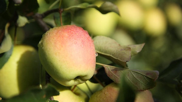Visites de Coopératives Sarlande