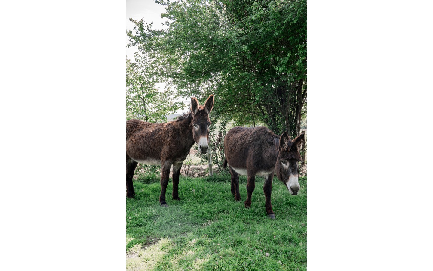 Visites de la ferme Emmaüs Emmaüs Lescar-Pau Lescar