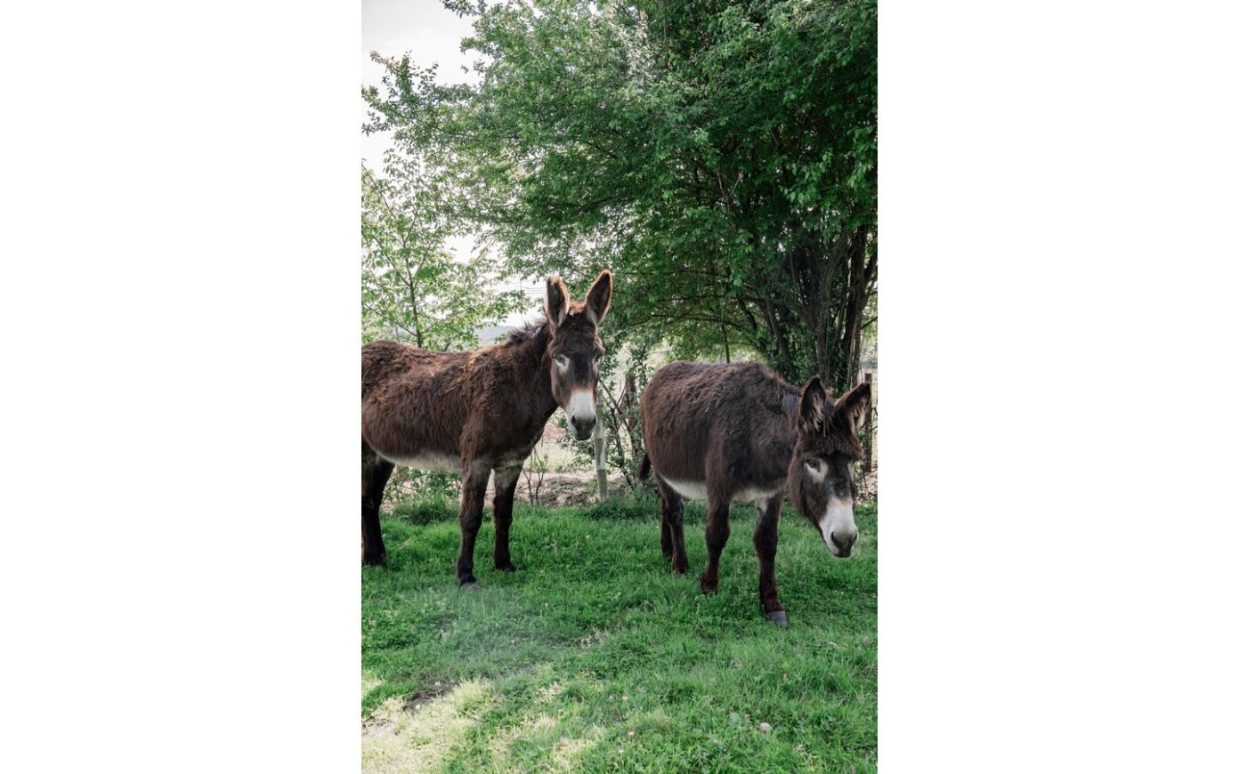 Visites de la ferme Emmaüs Emmaüs Lescar-Pau Lescar