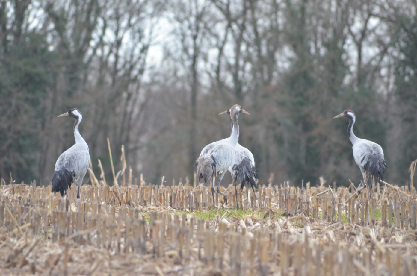 Week-end Grues Saint-Michel-en-Brenne