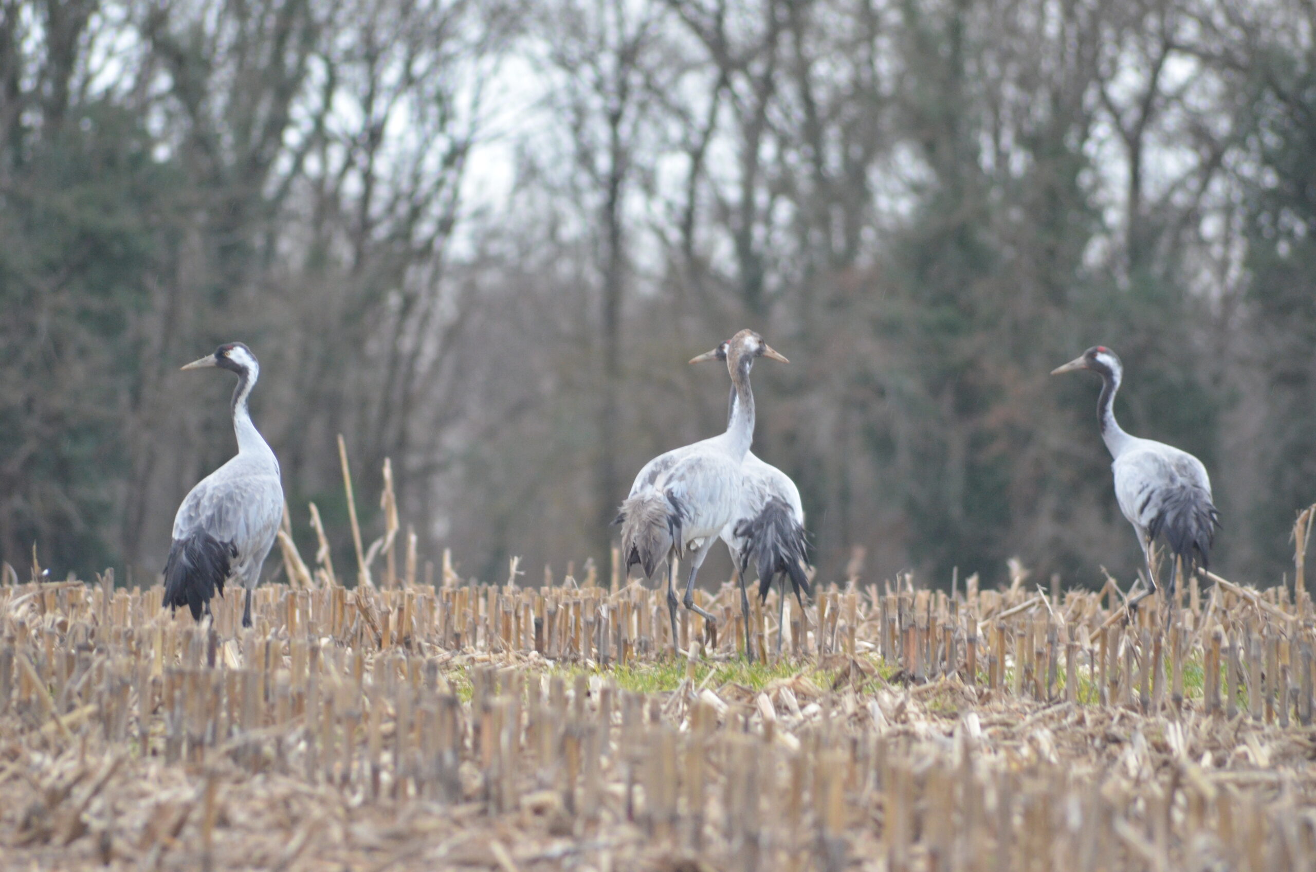 Week-end Grues Saint-Michel-en-Brenne 2026-11-28