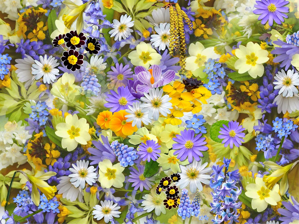 10ème Fête des Plantes, du Jardin et de la Nature Salle des Congrès du Chatelard Saint-Junien