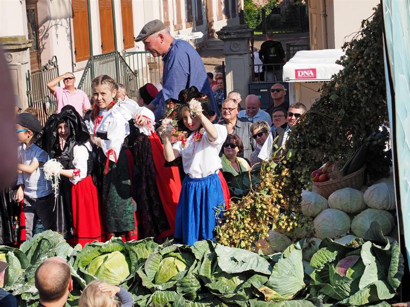 51e Fête de la choucroute-Sürkrütfecht  Krautergersheim