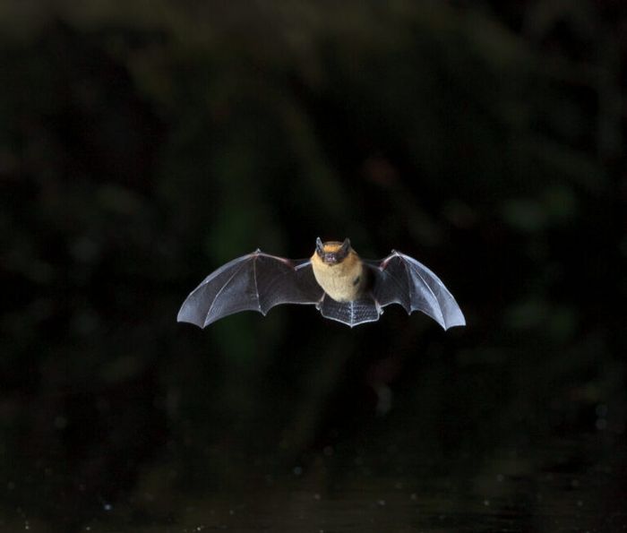 A la découverte des Chauves-Souris, Maison de la Réserve naturelle régionale des Gorges de la Loire, Saint-Étienne