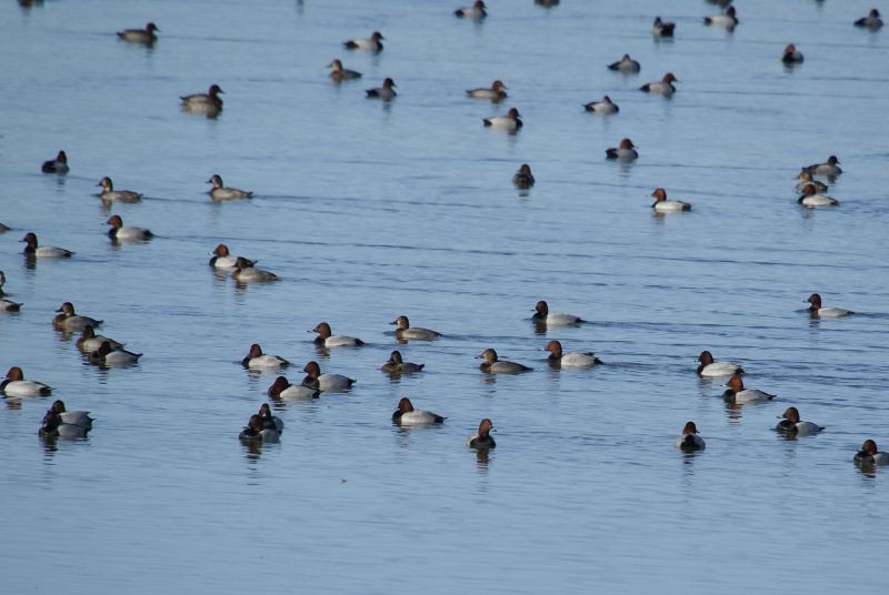 A la découverte des oiseaux d’eau hivernants Rosnay