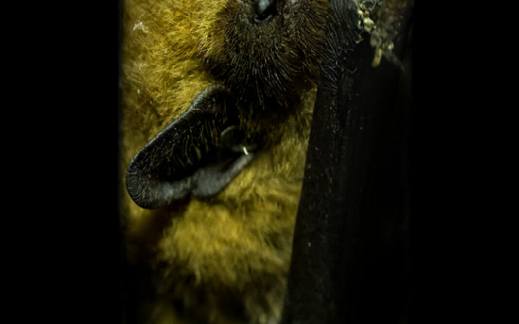 À l’écoute des chauves-souris Maison Paris Nature Paris