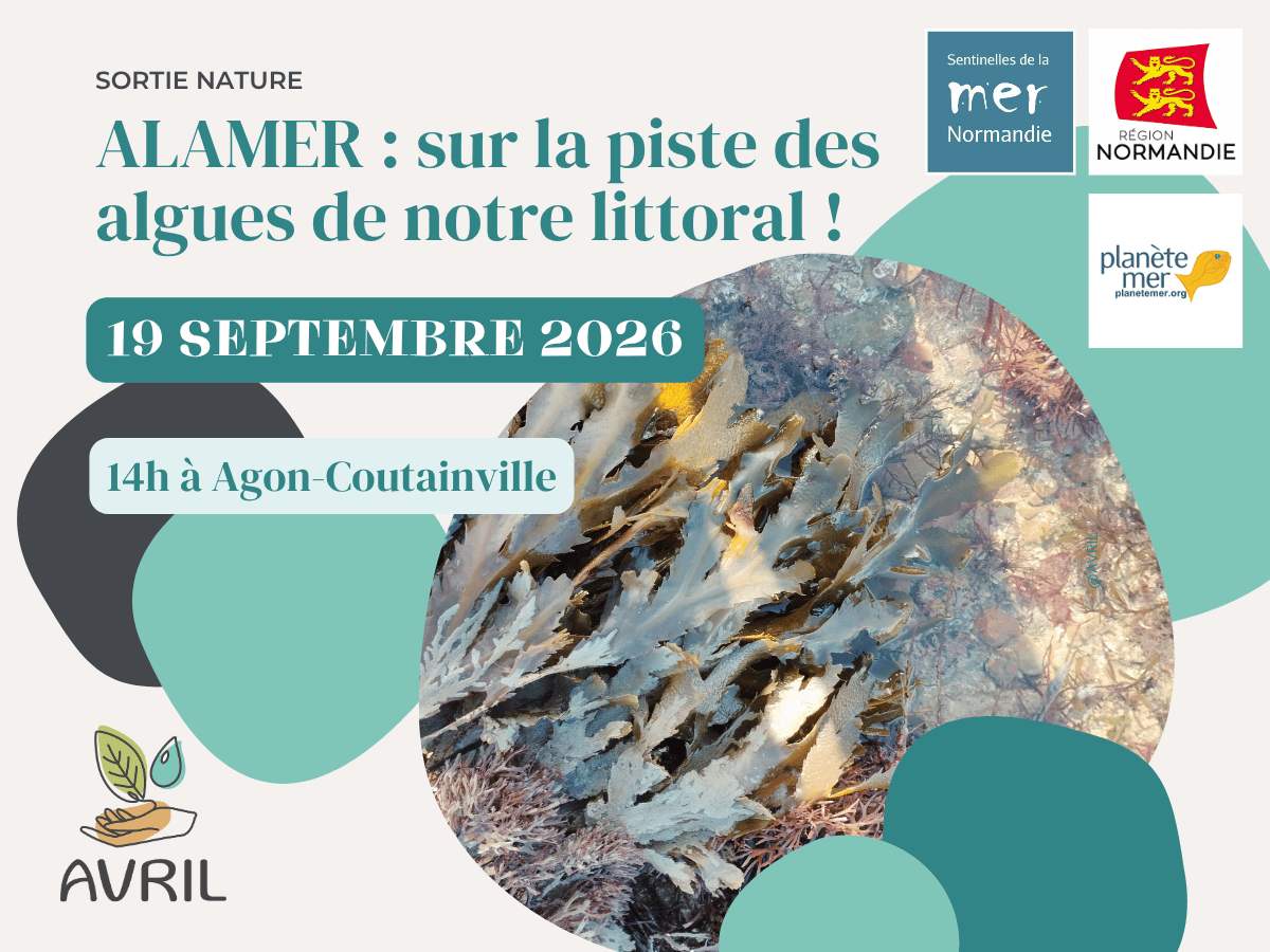 ALAMER sur la piste des algues de notre littoral ! Agon-Coutainville 2026-09-19