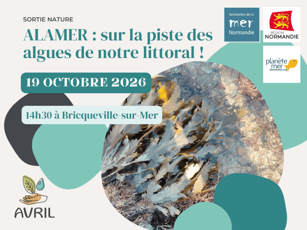 ALAMER sur la piste des algues de notre littoral !  Bricqueville-sur-Mer
