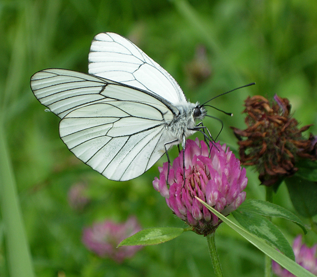 Animation de la LPO Fabuleux insectes  Montcuq-en-Quercy-Blanc