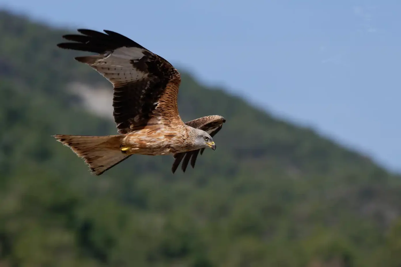 Animation de la LPO Observation des oiseaux Saint-Vincent-Rive-d’Olt