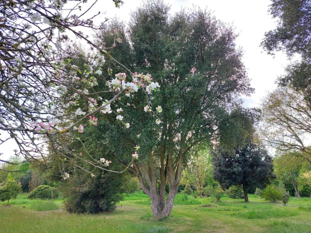 Animation les arbres d’ornement adapte´s au changement climatique Arboretum de la Petite Loiterie Monthodon