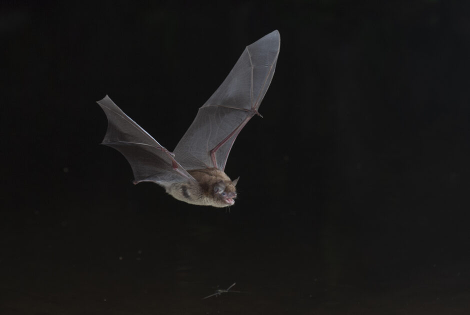 Animation nature les chauves-souris et leurs habitats Tiers-lieu l’iD Aixe-sur-Vienne
