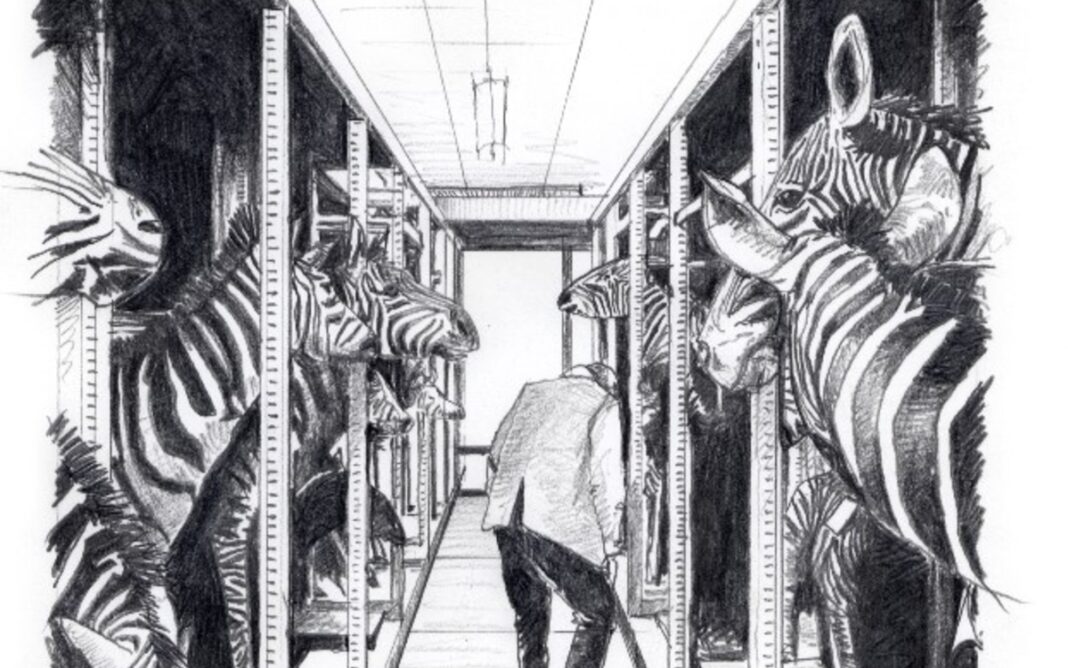 Animaux et culture Maison de l&rsquo;animal en ville – Jane Goodall Paris