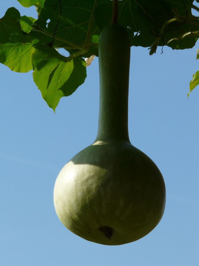 Atelier « Calebasse en lumière », Les jardins du Museum de Borderouge, Toulouse