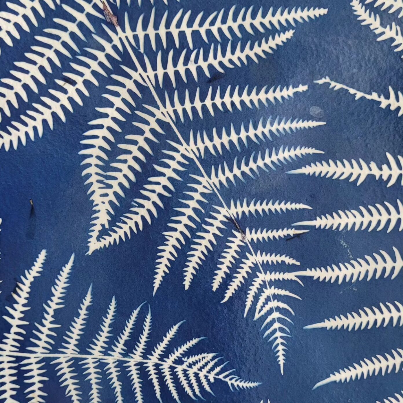Atelier cyanotype  Les Matelles
