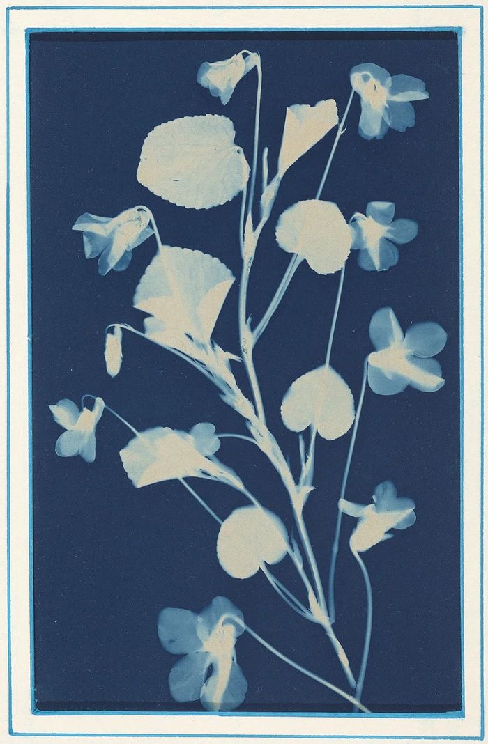 Atelier Cyanotype, Médiathèque Roger Sol, Cressensac-Sarrazac