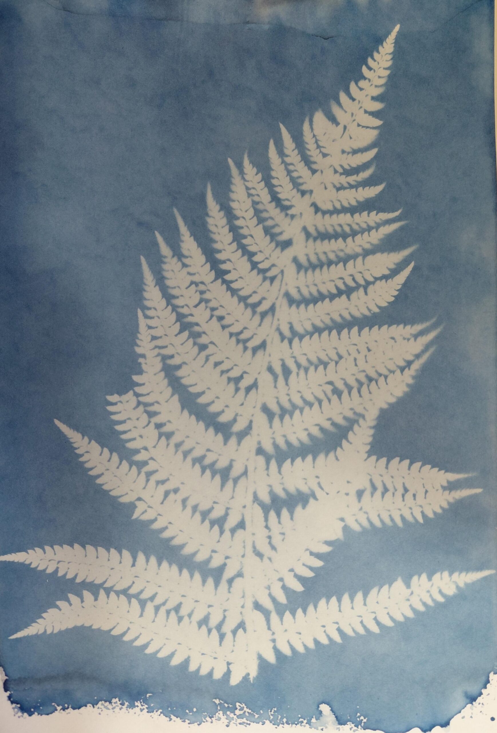 [Atelier] Découverte du cyanotype 2 rue Quesnel-Morinière Coutances 2026-08-26