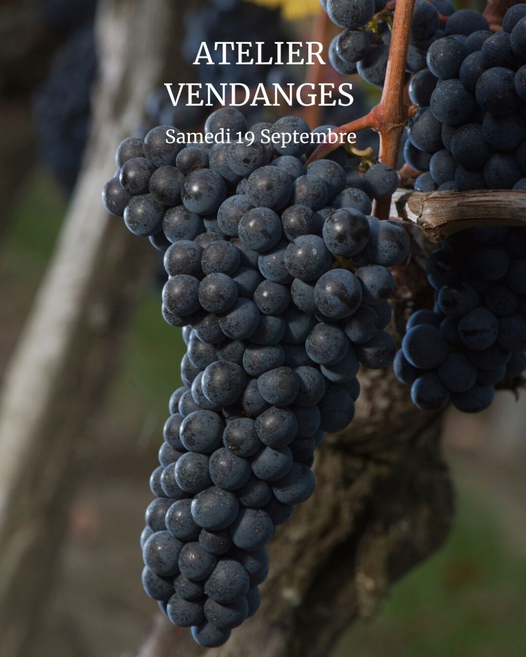 Atelier Vendanges aux Vignobles Chatonnet Néac